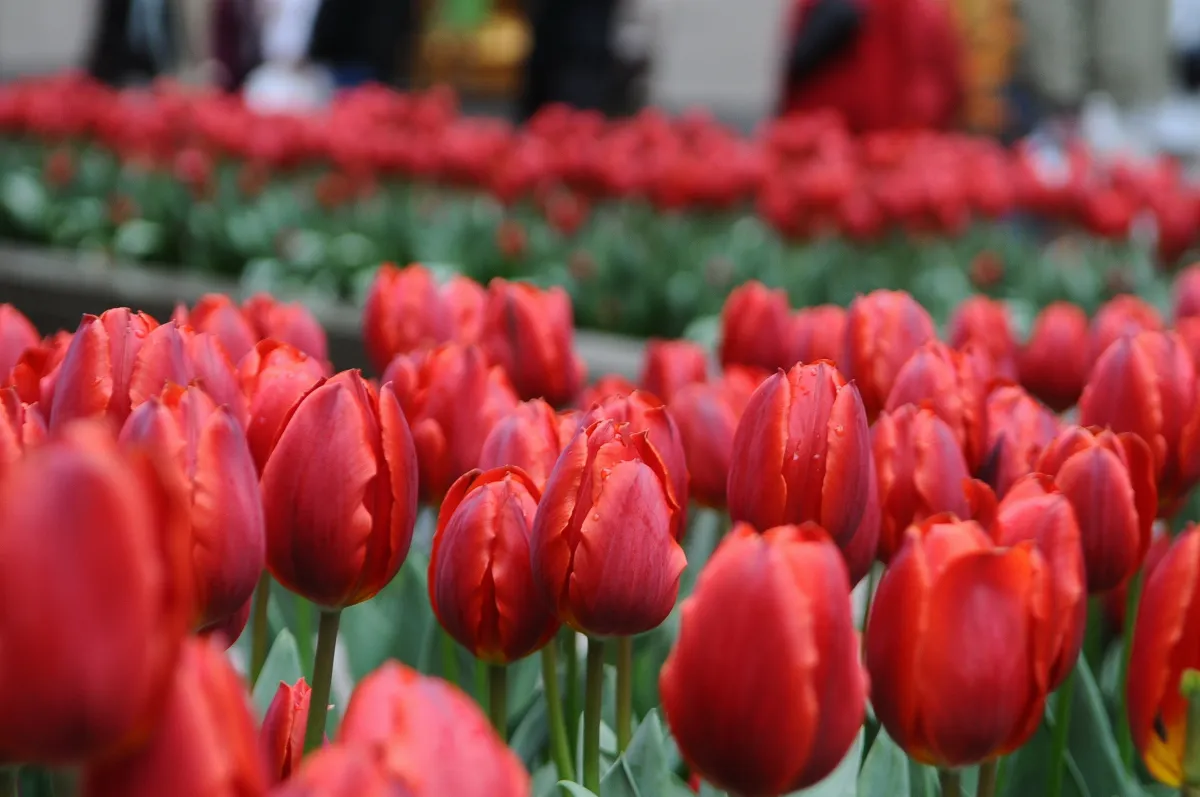氣候變遷延長花粉季 過敏族群恐將大爆發